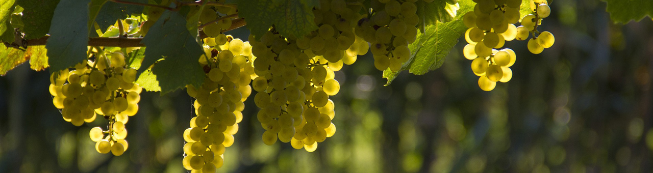 White wine grapes